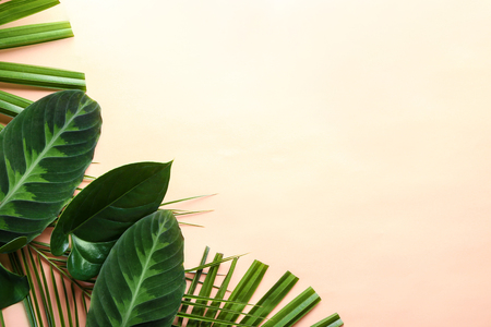 Different tropical leaves on light backgroundの写真素材