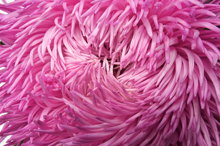 Beautiful chrysanthemum flower, closeupの写真素材