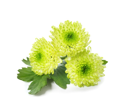 Beautiful chrysanthemum flowers on white backgroundの写真素材
