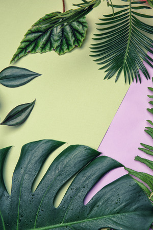 Frame made of tropical leaves on color backgroundの写真素材