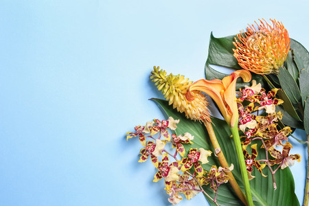 Beautiful tropical flowers and leaves on color backgroundの写真素材