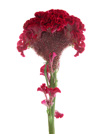 Beautiful cockscomb flower on white background