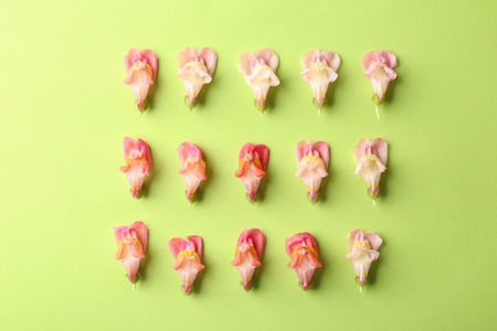 Beautiful blooming flowers on color backgroundの写真素材