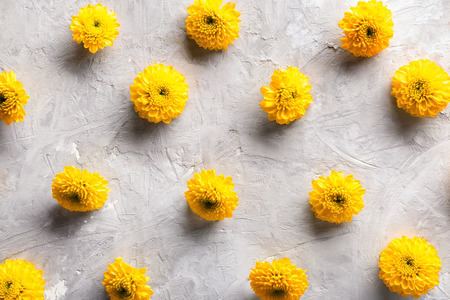 Beautiful chrysanthemum flowers on grey backgroundの写真素材