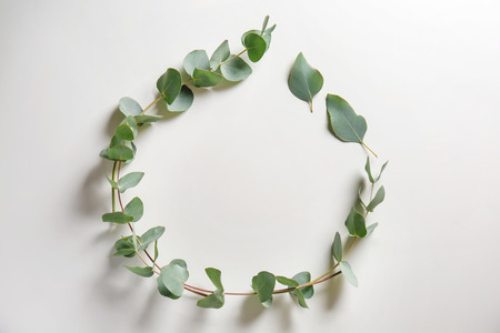 Frame made of with eucalyptus branches on white background