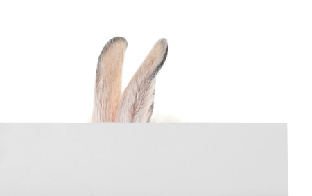 Ears of cute fluffy rabbit hiding behind blank poster on white backgroundの写真素材