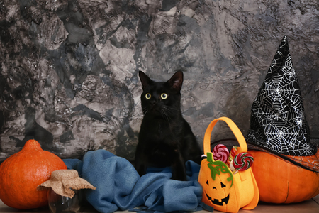 Cute black cat and Halloween decor near grey wallの写真素材