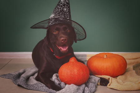 Cute dog in hat and Halloween pumpkins near color wallの写真素材
