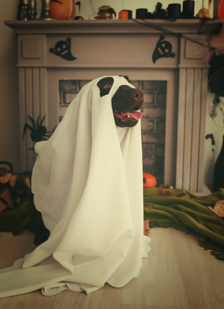 Cute dog in ghost costume near fireplace decorated for Halloween