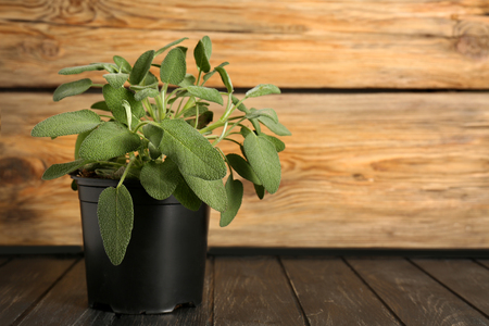 Salvia plant in pot on wooden tableの写真素材