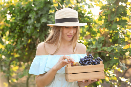 Woman holding crate with fresh ripe juicy grapes in vineyardの写真素材
