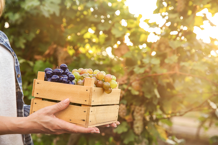 Woman holding crate with fresh ripe juicy grapes in vineyardの写真素材