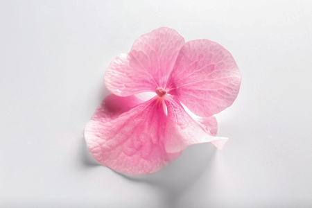 Beautiful pink flower on white backgroundの写真素材