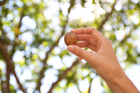 Female hand with tasty walnut in gardenの写真素材