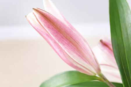 Beautiful pink lily flower, closeupの写真素材
