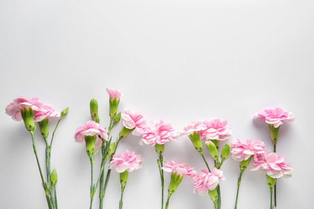 Beautiful flowers on white background