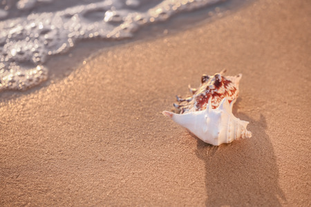 Sea shells on sandy beach
