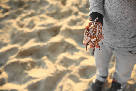 Cute little boy with sea shell on beach, closeupの写真素材