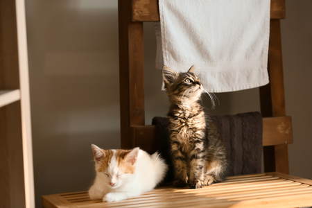 Cute little kittens on box in bathroomの写真素材