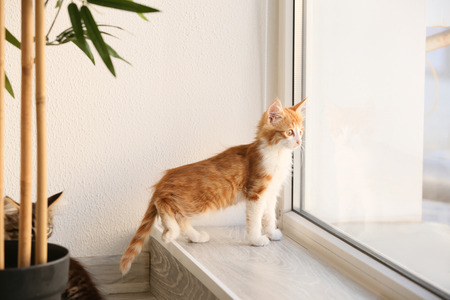 Cute little kitten on window sillの写真素材