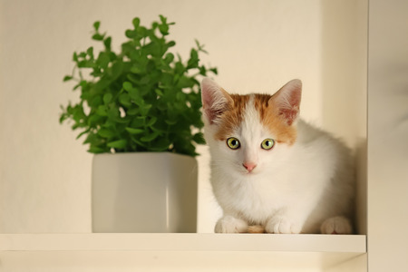 Cute little kitten on shelf at homeの写真素材