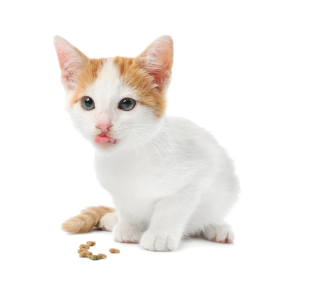 Cute little kitten on white backgroundの写真素材