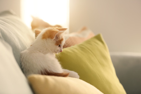 Cute little kitten on sofaの写真素材