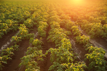View of green field in countrysideの写真素材