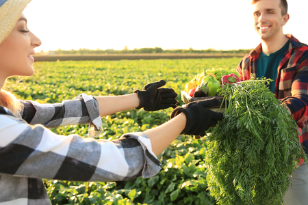 Man giving crate with gathered vegetables to female farmer in fieldの写真素材