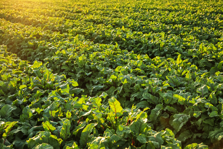 Green beetroot field on sunny day