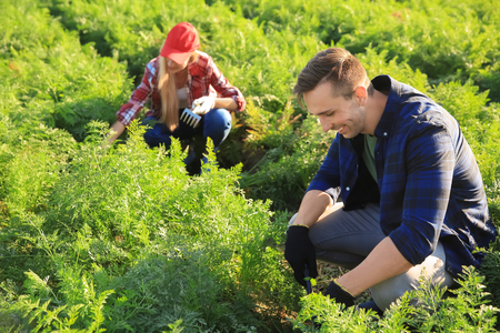 Farmers working in fieldの写真素材