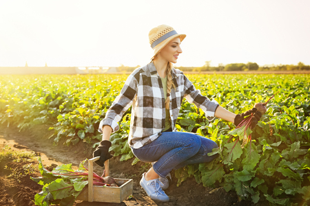 Female farmer gathering beetroot in fieldの写真素材