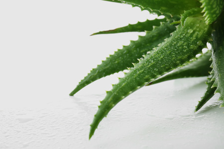 Fresh aloe vera leaves with water drops on white backgroundの写真素材