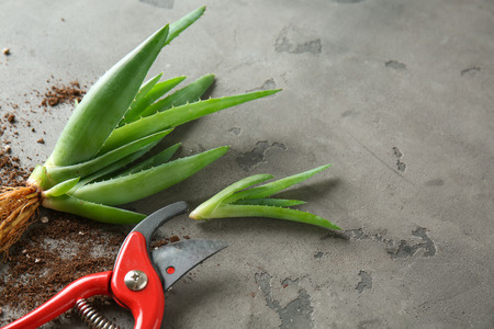 Fresh aloe vera plant with pruner on grey backgroundの写真素材