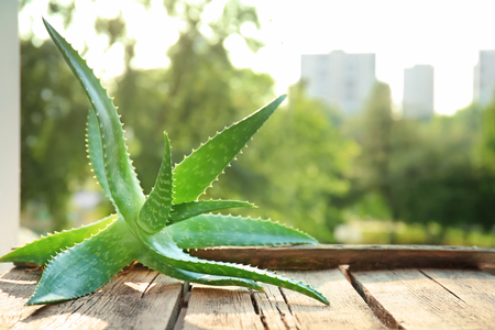 Fresh aloe vera on wooden tableの写真素材