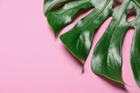 Green monstera leaf on color backgroundの写真素材