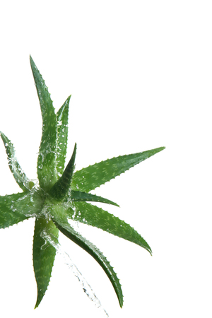 Fresh aloe vera leaves with water splashes on white backgroundの写真素材