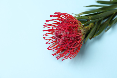 Tropical flower on color backgroundの写真素材