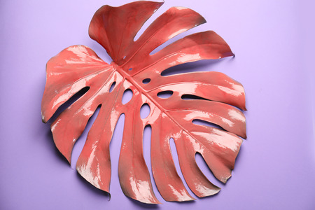 Pink monstera leaf on color backgroundの写真素材