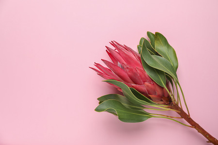 Beautiful tropical flower on color backgroundの写真素材