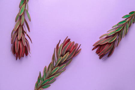 Tropical flowers on color backgroundの写真素材