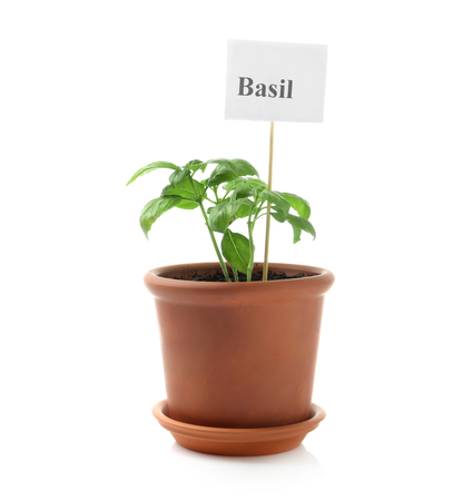 Pot with fresh green basil on white backgroundの写真素材