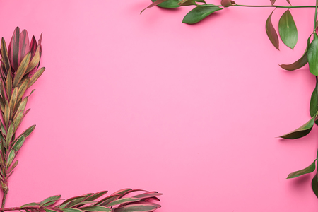 Tropical leaves on color backgroundの写真素材