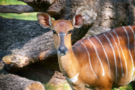 Cute nyala antelope in zoological garden