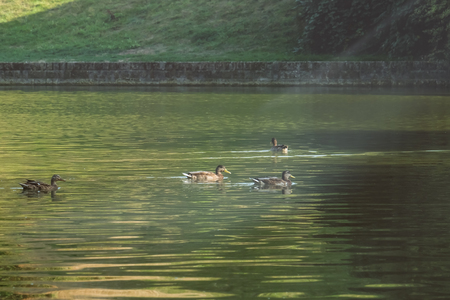 Cute ducks swimming in pondの写真素材