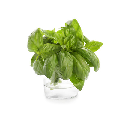 Jar with fresh aromatic basil on white backgroundの写真素材