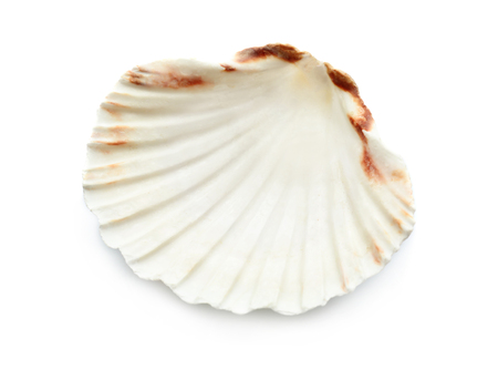 Beautiful sea shell on white background