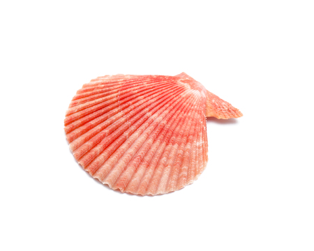 Beautiful sea shell on white background