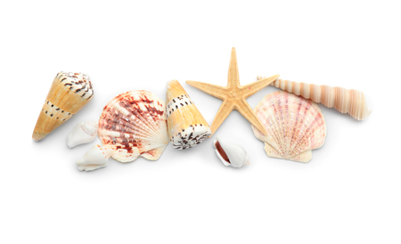 Set of different sea shells on white background