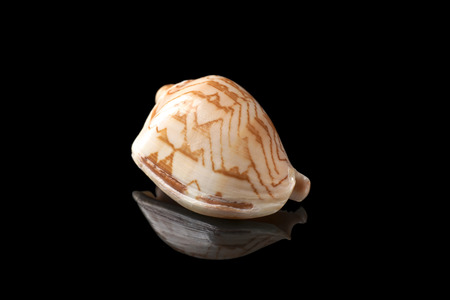 Beautiful sea shell on dark backgroundの写真素材